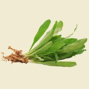 Culantro