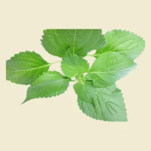 Cumin Leaves