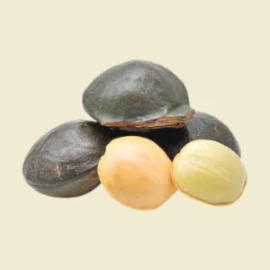 Djenkol Bean