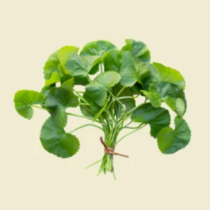 Gotu Kola