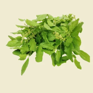 Holy Basil