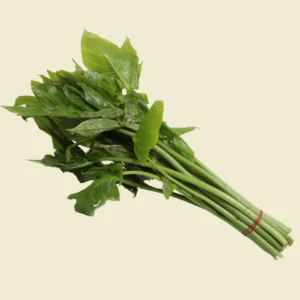 Lasia spinosa