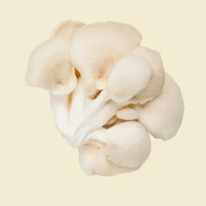 Oyster Mushroom