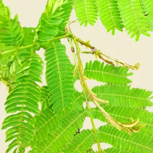Soap Pod leaves