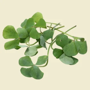 Water Fern