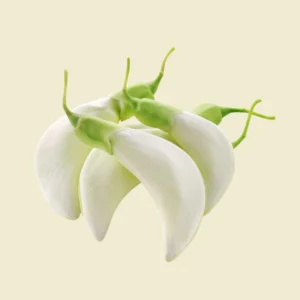 White Sesbania Flower
