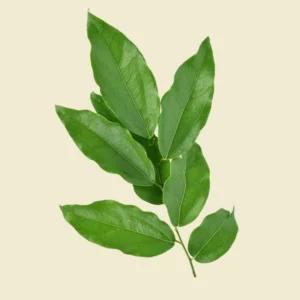 Yanang Leaves